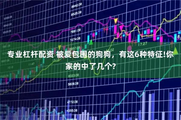 专业杠杆配资 被爱包围的狗狗，有这6种特征!你家的中了几个?
