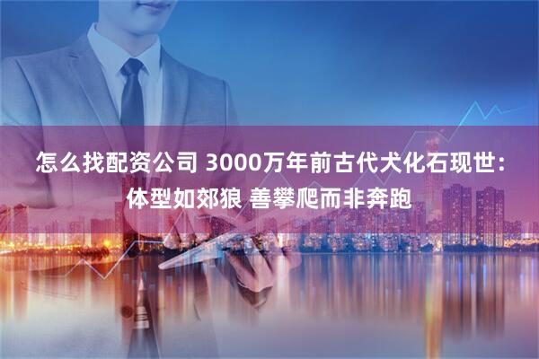 怎么找配资公司 3000万年前古代犬化石现世：体型如郊狼 善攀爬而非奔跑